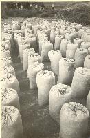 Мешки с зерном перед отправкой в Сталинград.