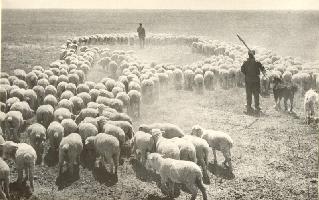 Отара овец, посланная в колхозы Сталинградской области от кировских колхозников.